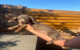 Dachshund dogs for sale: Beautiful Dachshund Puppies REDUCED  - Image 10