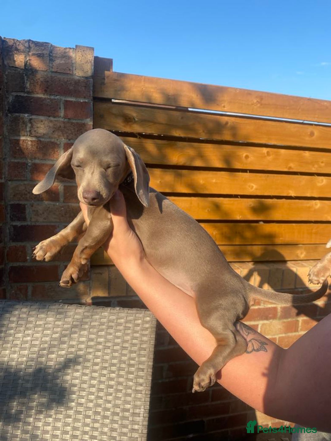 Dachshund dogs for sale: Beautiful Dachshund Puppies REDUCED  - Image 10