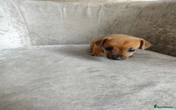 Mixed Breed dogs for sale: Four Little Ones:Sweet Female Puppies Seeking Home - Image 12