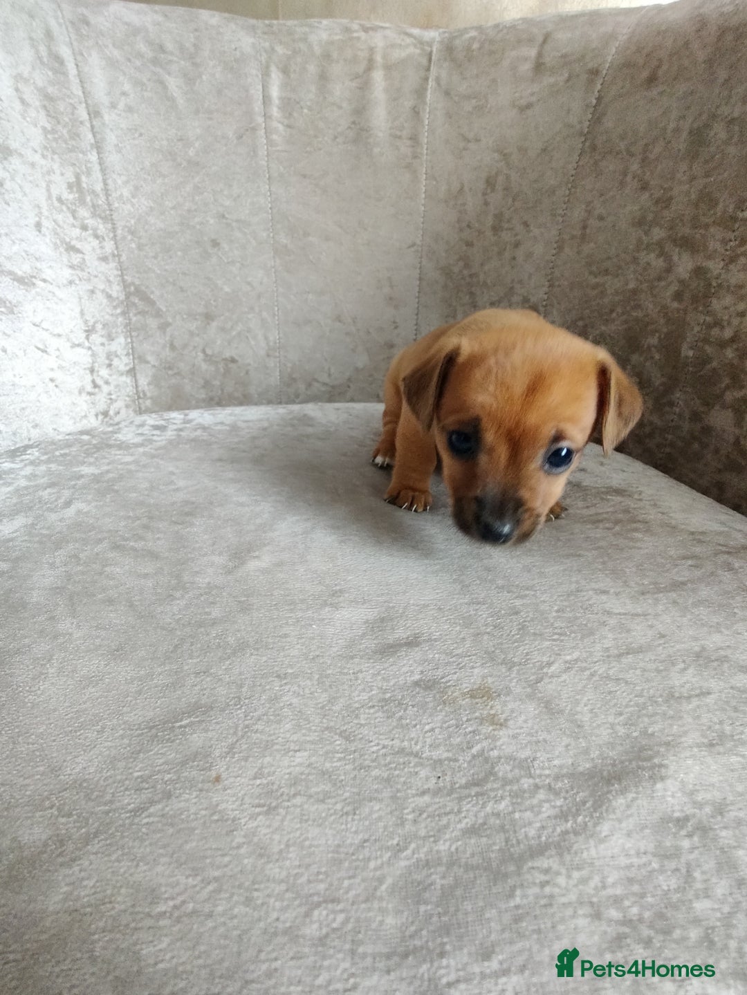 Mixed Breed dogs for sale: Four Little Ones:Sweet Female Puppies Seeking Home - Image 12