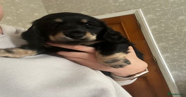 Miniature Dachshund dogs - Advert 1
