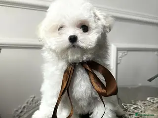 Maltipoo dogs Exquisite F1 Maltipoo Male - Advert 15