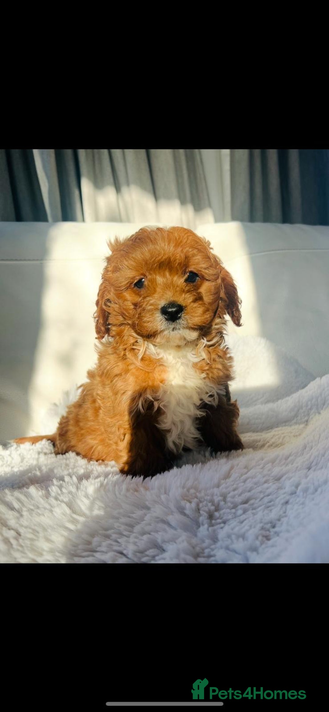 Cavapoo dogs for sale: Gorgeous Toy F1 Cavapoo Puppies  - Advert 10