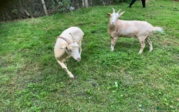 Goats livestock for sale: Golden gurnsey nanny’s  - Image 3