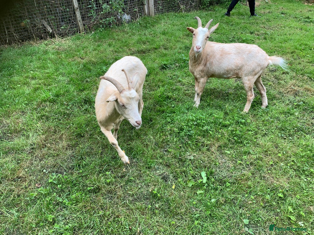 Goats livestock for sale: Golden gurnsey nanny’s  - Image 3