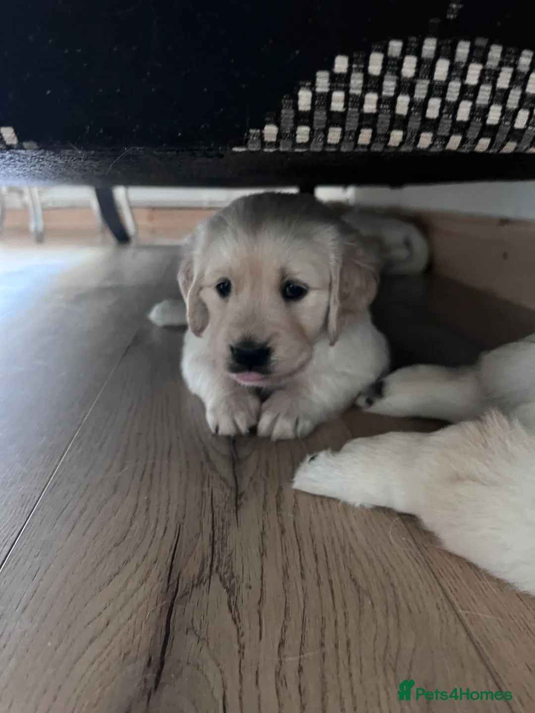 Golden Retriever dogs for sale: Golden retriever puppies🩷🩵 - Advert 2