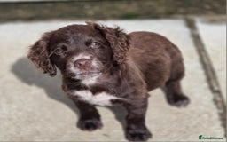 Cocker Spaniel dogs for adoption: Little Meg  - Image 3