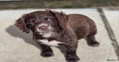 Cocker Spaniel dogs - Advert 7
