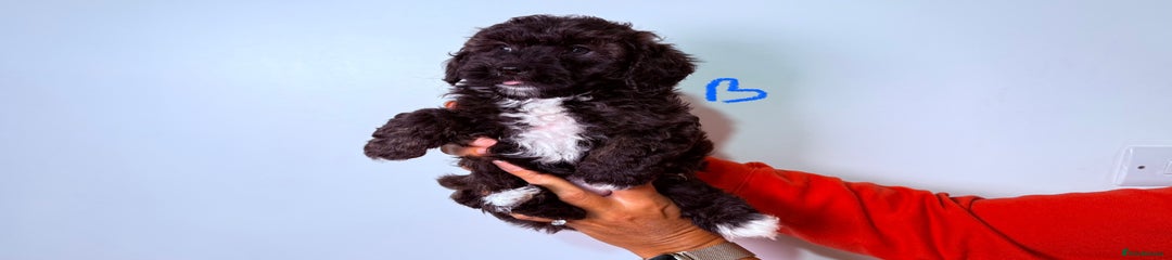 Maltipoo  Boy