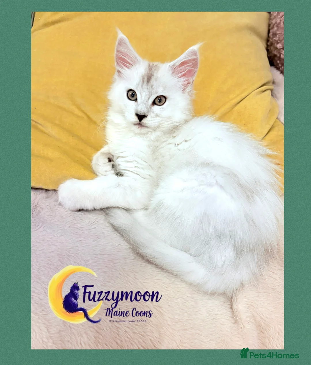 Maine Coon cats for sale: Gorgeous Shaded Pedigree Maine Coon Kittens - Advert 9