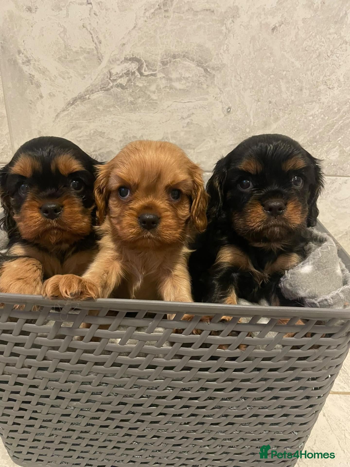 Cavalier King Charles Spaniel dogs True Cav kc reg Babies - Advert 7