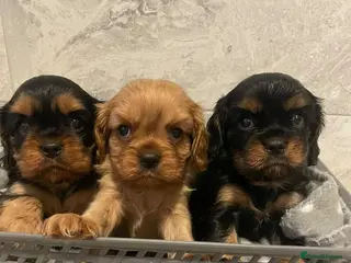 Cavalier King Charles Spaniel dogs True Cav kc reg Babies - Advert 1