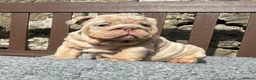 English Bulldog dogs for sale: Beautiful English bulldog puppies - Advert 13
