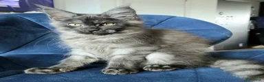 Maine Coon Kitten 1