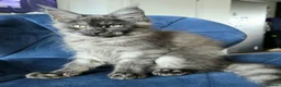 Maine Coon cats for sale: Maine Coon kittens, 2 girls , 1 boy  - Advert 13