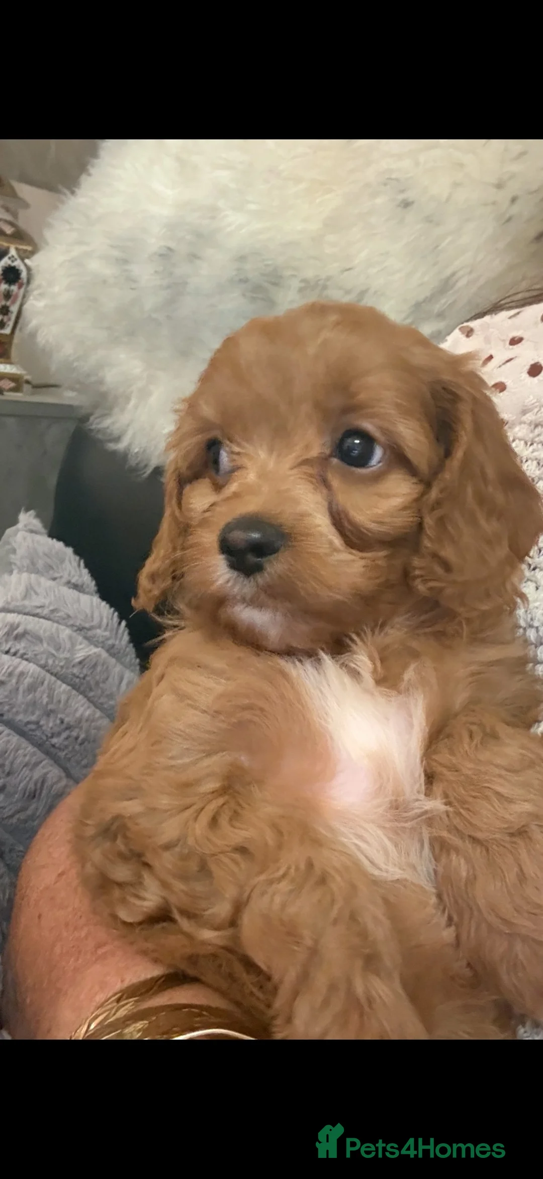 Cavapoo dogs for sale: Excessively dna health tested Cavapoo pups - Advert 2