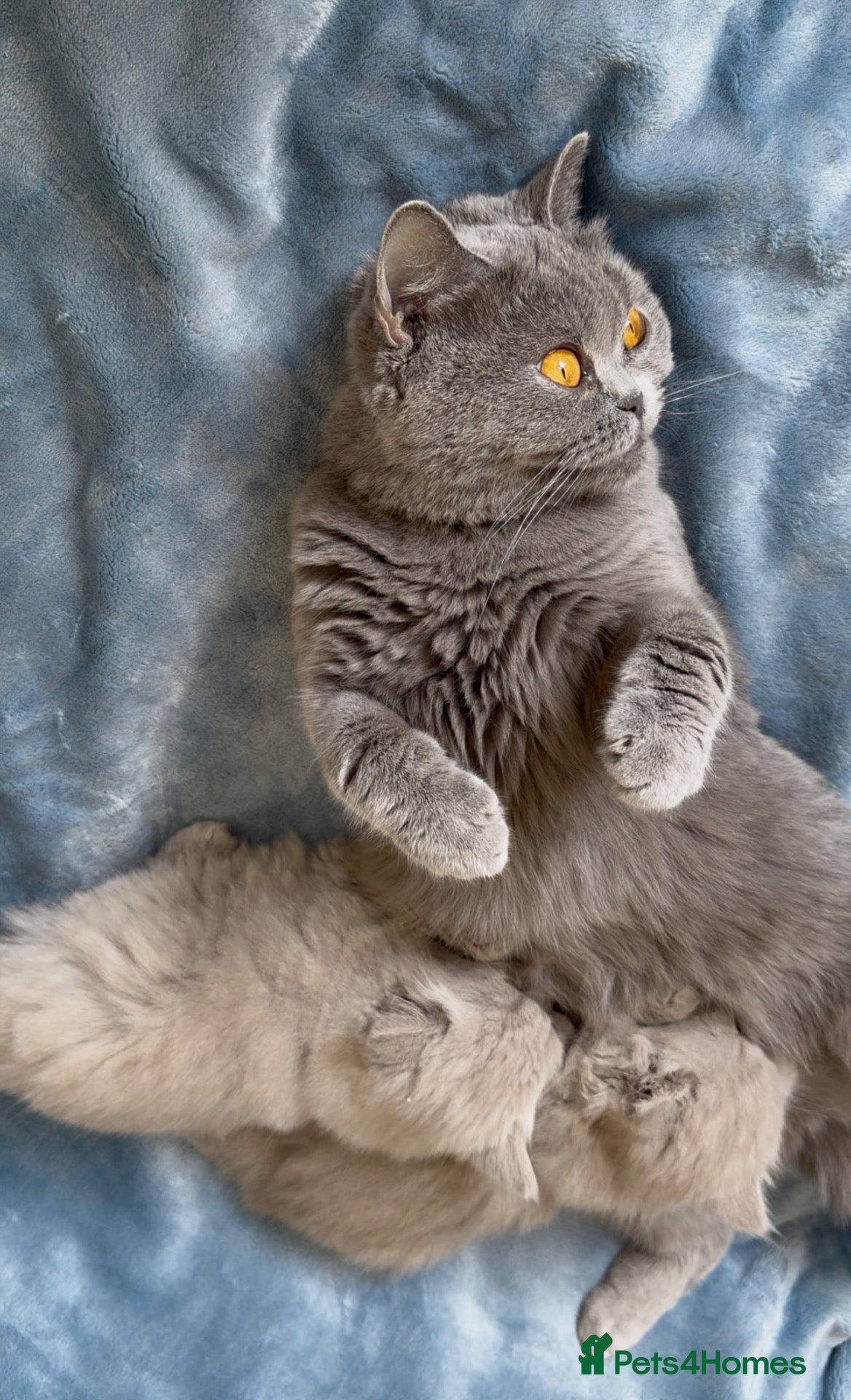 British Shorthair cats Beautiful BSH&BLH kittens Lilac&Blue - Advert 1
