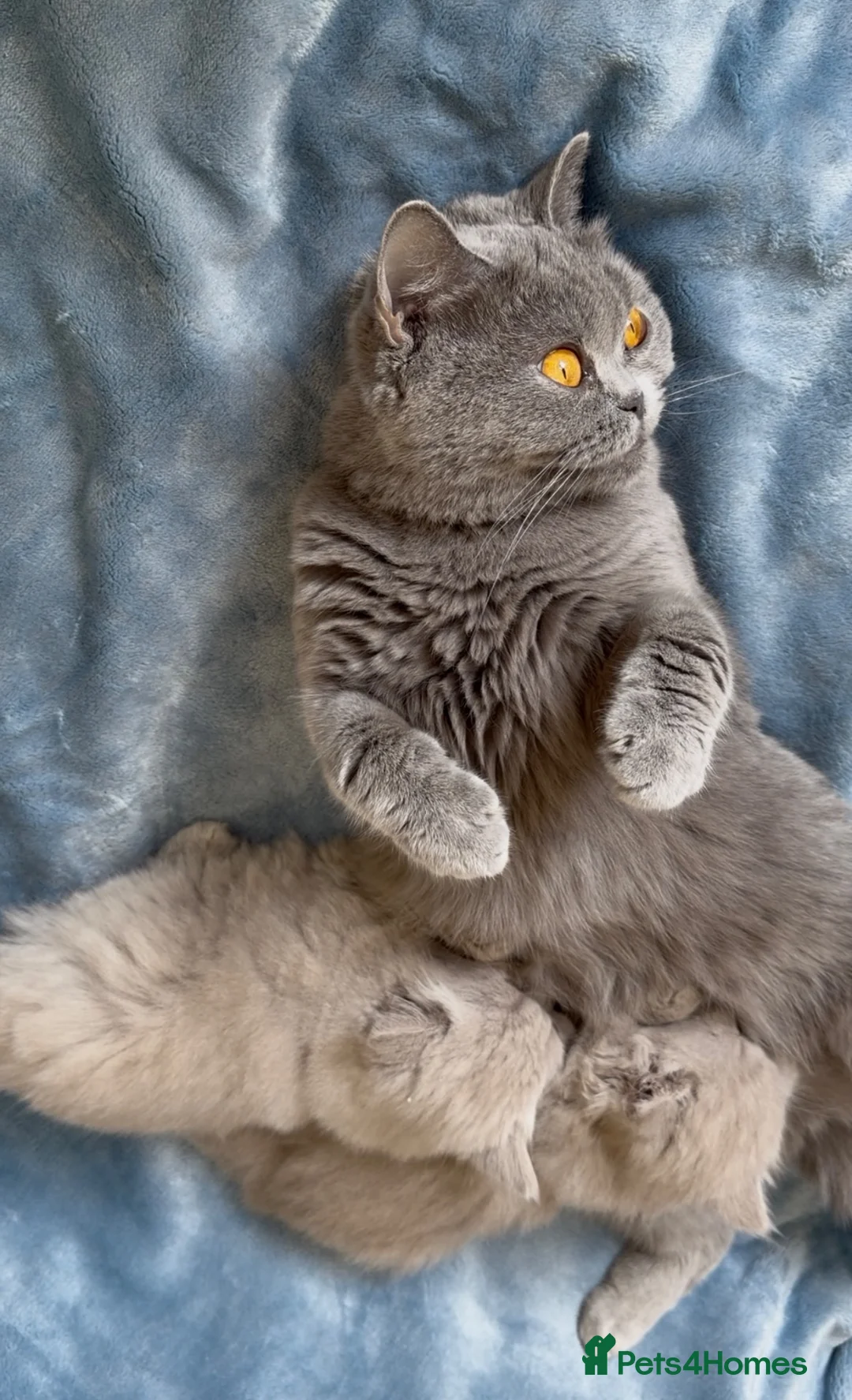 British Shorthair cats for sale: Beautiful BSH&BLH kittens Lilac&Blue - Advert 1