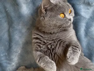 British Shorthair cats Beautiful BSH&BLH kittens Lilac&Blue - Advert 2