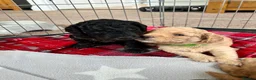 Cavapoochon dogs for sale: Cavapoochon puppies - Advert 22