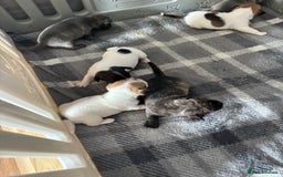 Mixed Breed dogs for sale: French Bull Jacks x 5 (All male)  - Image 12