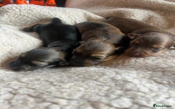 Miniature Dachshund dogs for sale: Miniature Longhaired Dachshunds ready 10.12.25 - Advert 9