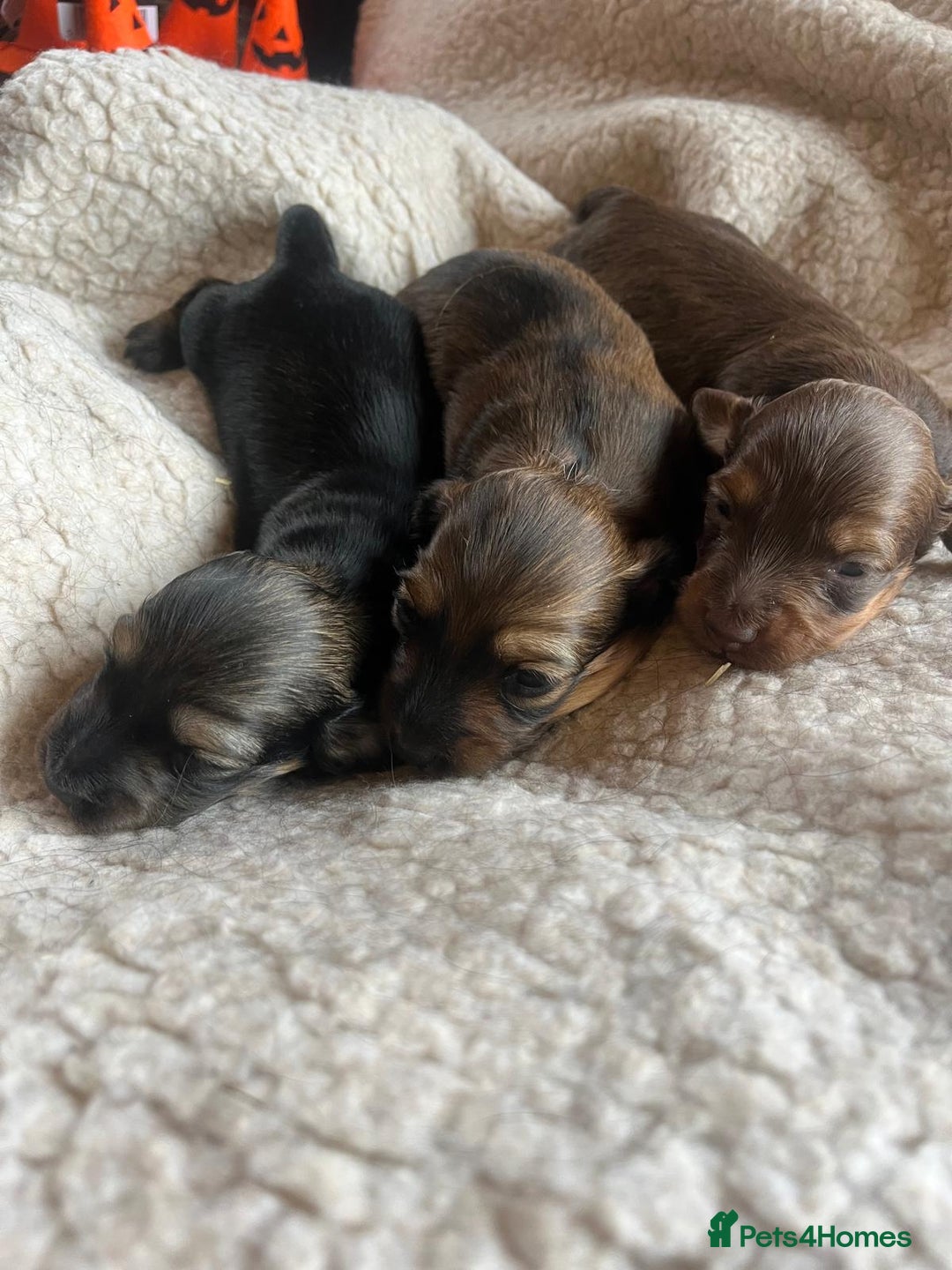 Miniature Dachshund dogs for sale: Miniature Longhaired Dachshunds ready 10.12.25 - Advert 9