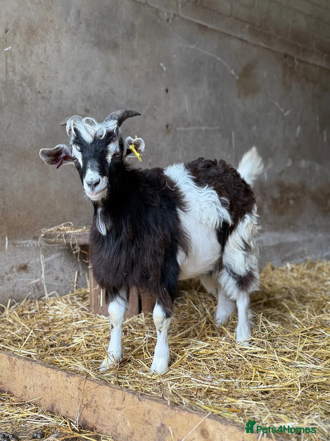 Goats livestock for sale: Billy goats  - Advert 1