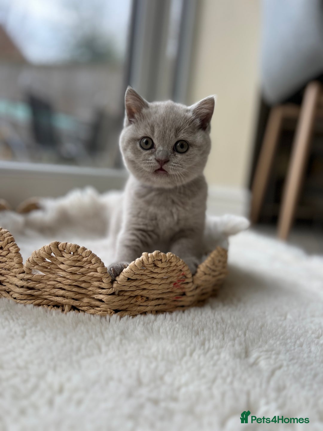 British Shorthair cats for sale: British shorthair kittens - Advert 11