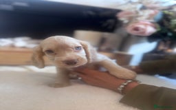 Cockapoo dogs for sale: Merle cockapoo  - Image 17