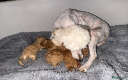 Maltipoo dogs for sale: Multipoo  - Image 15