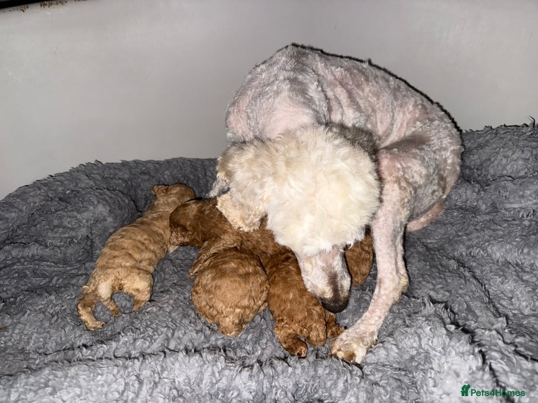 Maltipoo dogs for sale: Multipoo  - Image 15