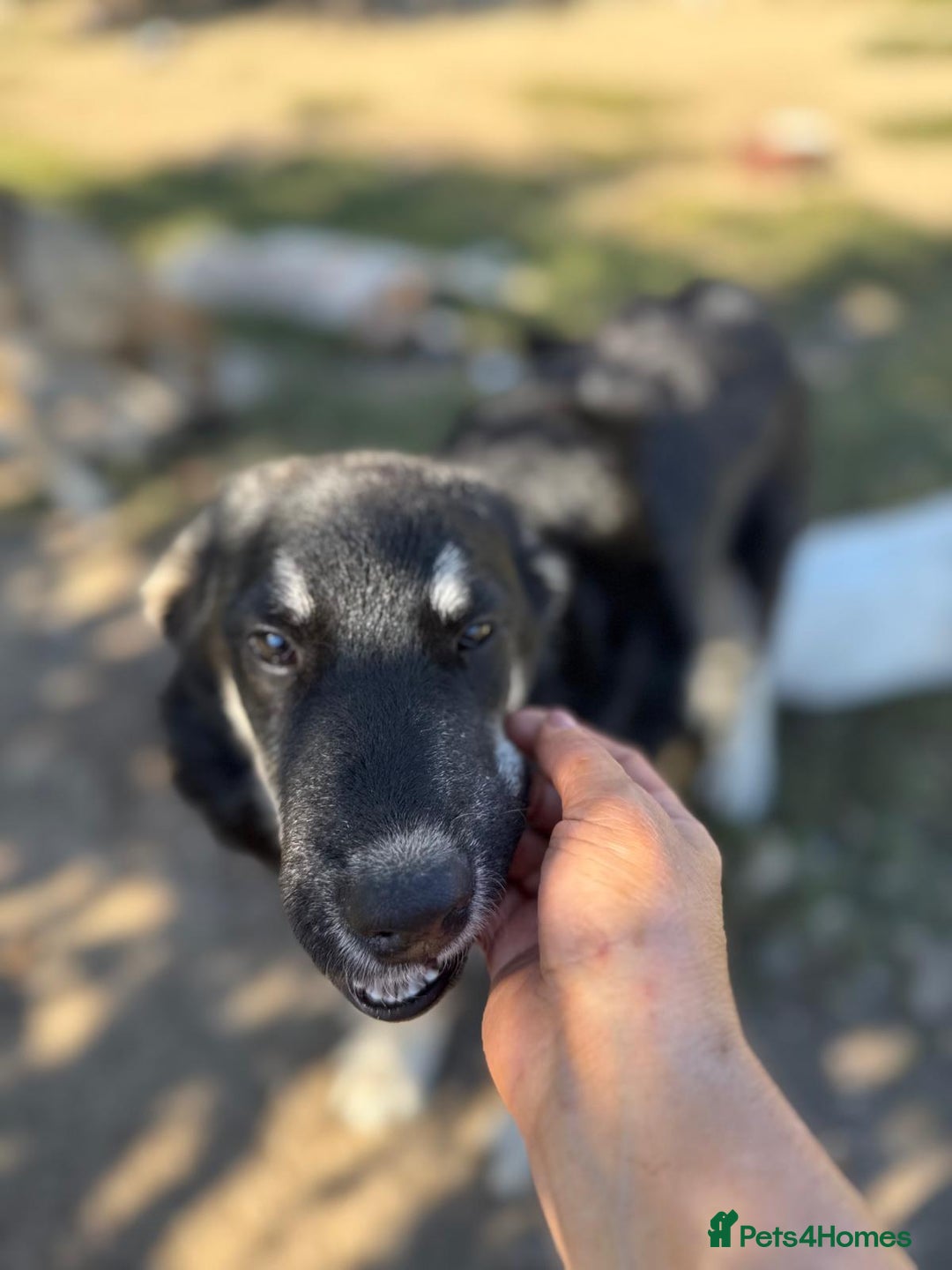 Mixed Breed dogs for adoption: GIZMO - a Lovely young boy for a Loving Home - Image 11