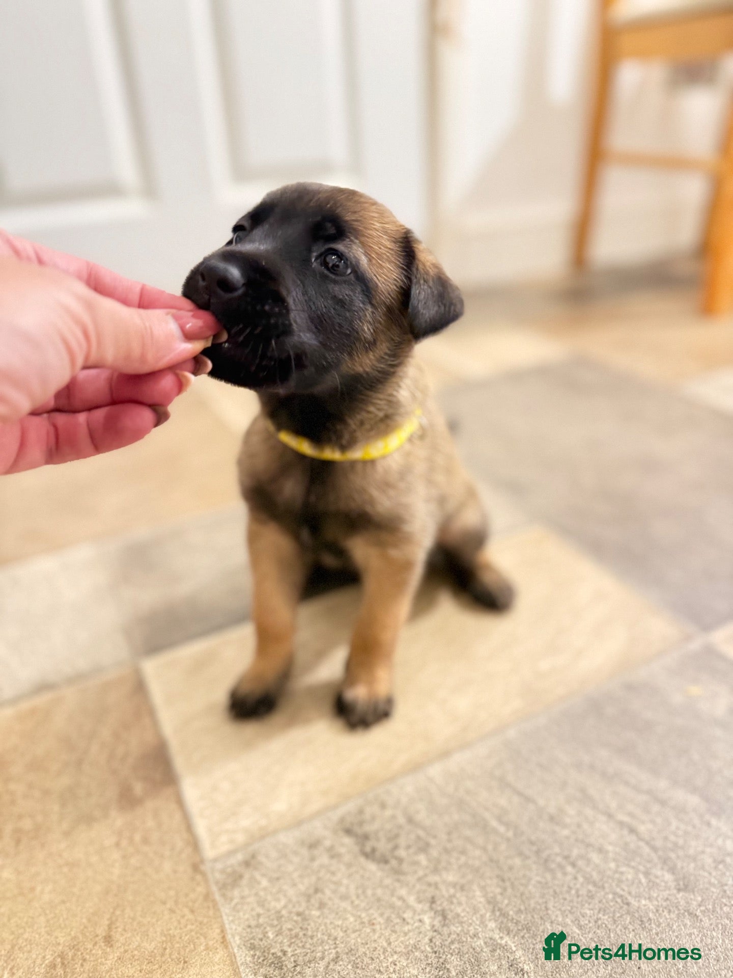 Belgian Shepherd Dog dogs Beautiful KC Registered Belgian Malinois Puppies - Advert 1