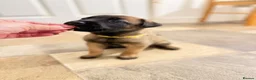 Belgian Shepherd Dog dogs for sale: Beautiful KC Registered Belgian Malinois Puppies - Advert 11