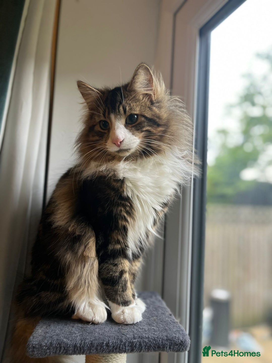 British Longhair cats for sale: Outdoor cat - Image 4