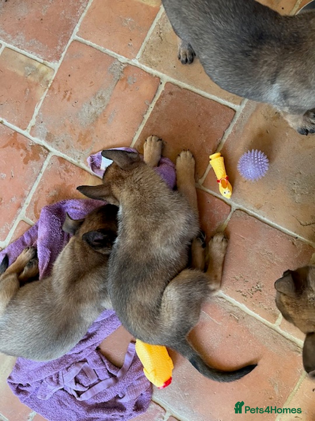 Mixed Breed dogs for sale: Stunning Belgium malinois  - Image 14