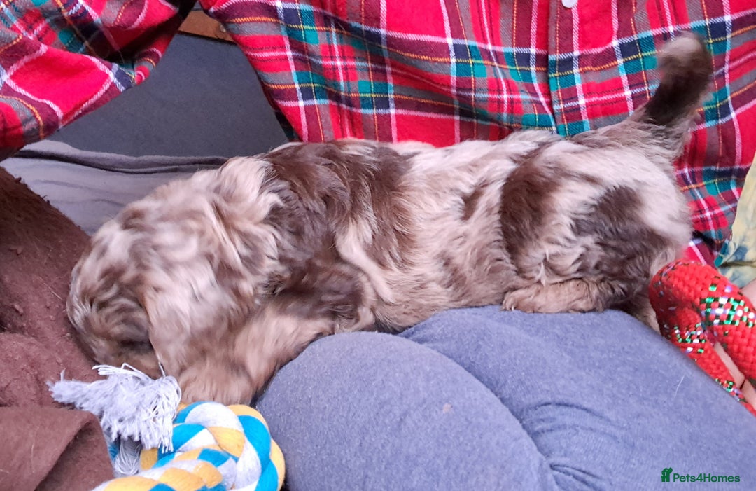 Cockapoo dogs for sale: Toy F1 Cockerpoo last chocolate boy  - Advert 19