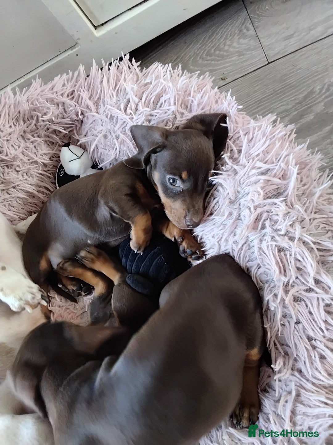 Dachshund dogs for sale: dashounds boys choc and tan - Image 5