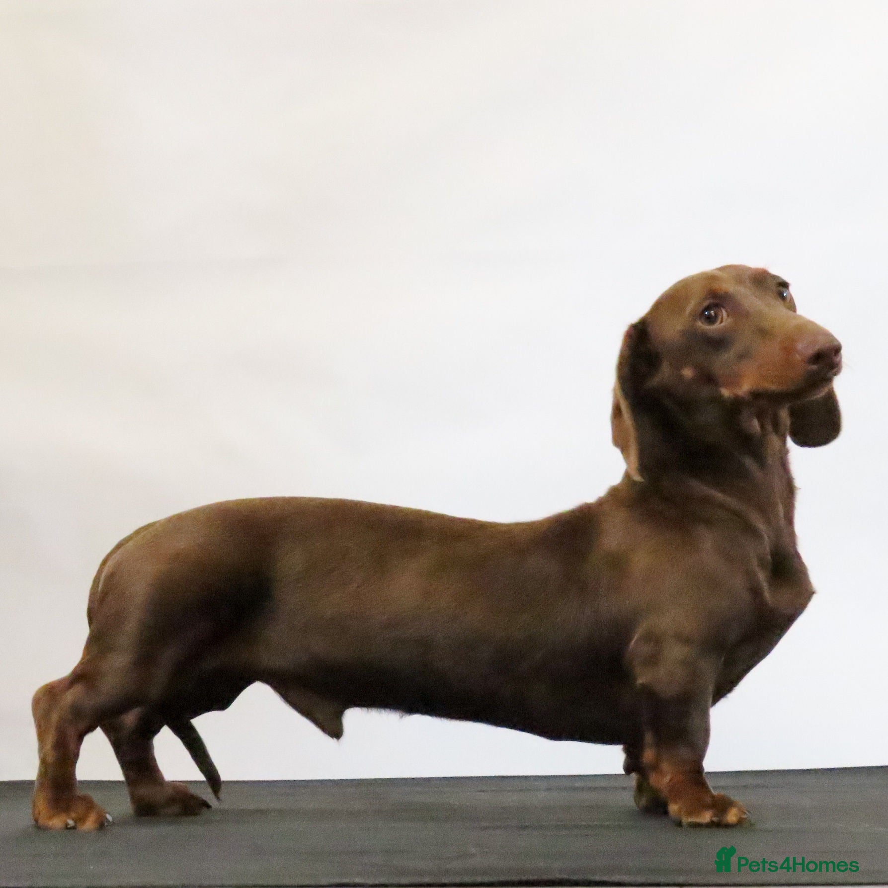 Miniature Dachshund dogs Chocolate & Tan  - Advert 1