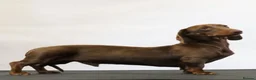 Miniature Dachshund dogs for stud: Chocolate & Tan  - Advert 1