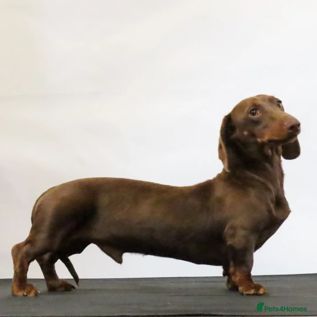 Miniature Dachshund dogs for stud: Chocolate & Tan  - Advert 1