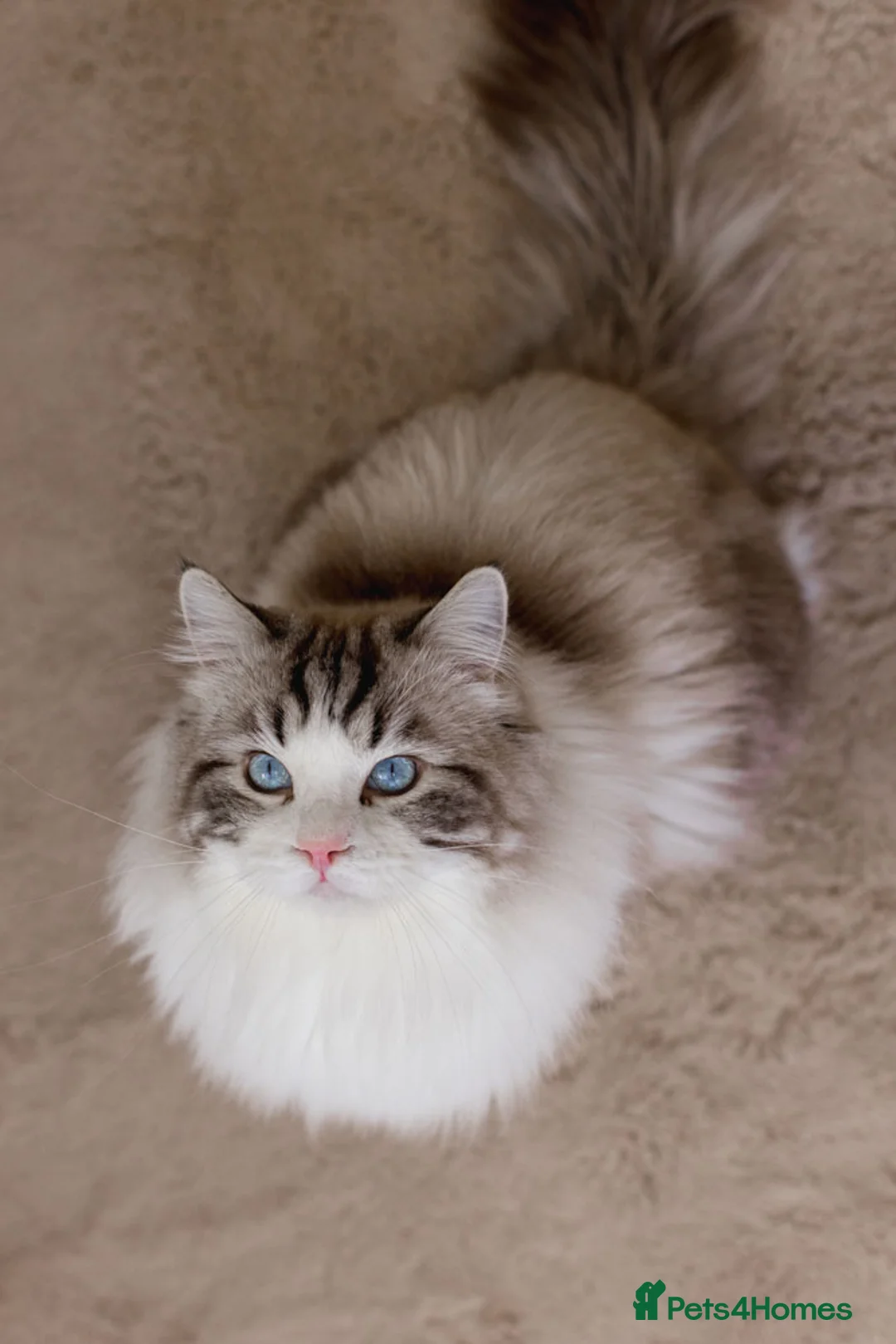 Ragdoll cats for stud: Limited time only Seal Lynx Bicolor Ragdoll (stud) - Advert 8