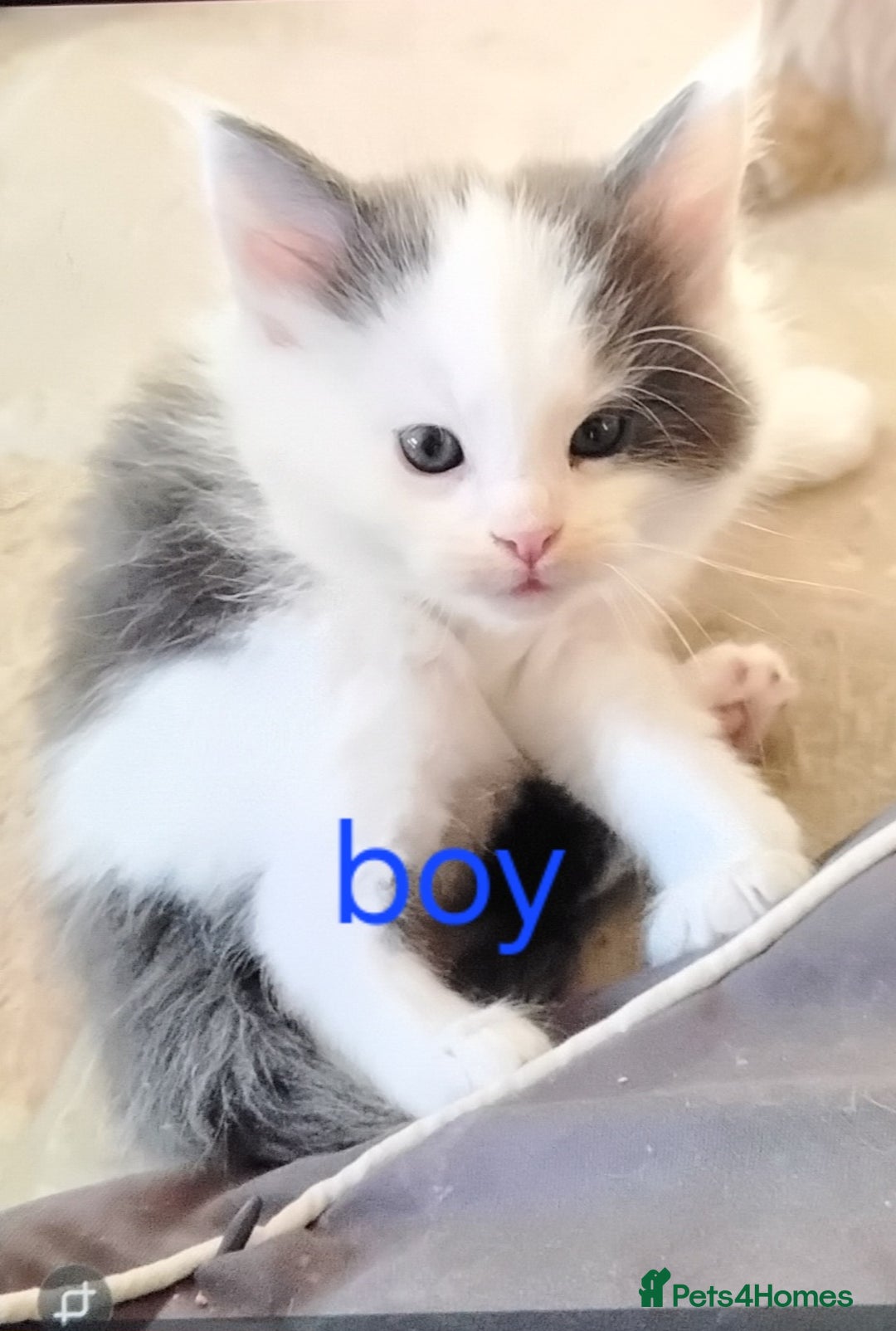 Maine Coon cats for sale: Tica registered maincoon kittens  - Advert 11