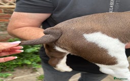English Bulldog dogs for sale: Here come the Girls - Image 17