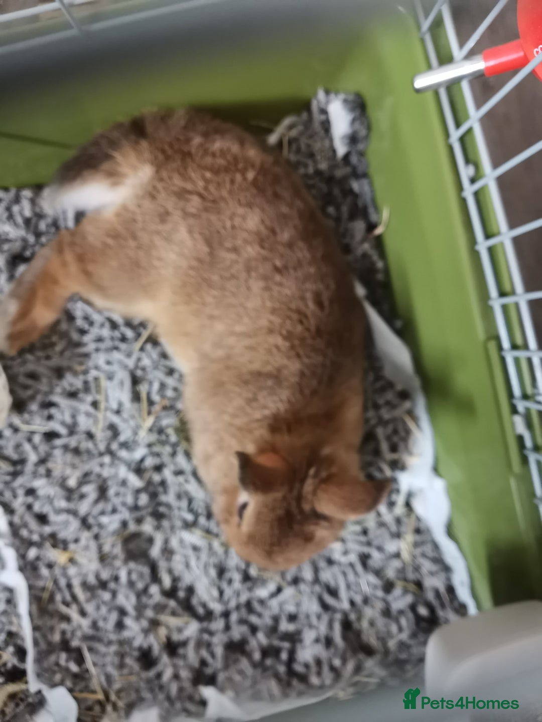 Netherland Dwarf rabbits for sale: Unique, Rare Red Fox Rabbit for sale - Advert 13