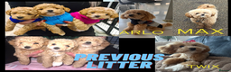 Maltipoo dogs for sale: Beautiful Maltipoo Puppies for Sale – 3 Boys - Advert 16