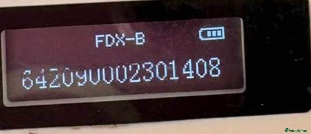 Mixed Breed dogs for adoption: Meet DIESEL - a Lovely Boy for a Loving Home - Image 18