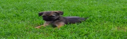 Border Terrier dogs for sale: Border Terrier Puppies - Advert 12