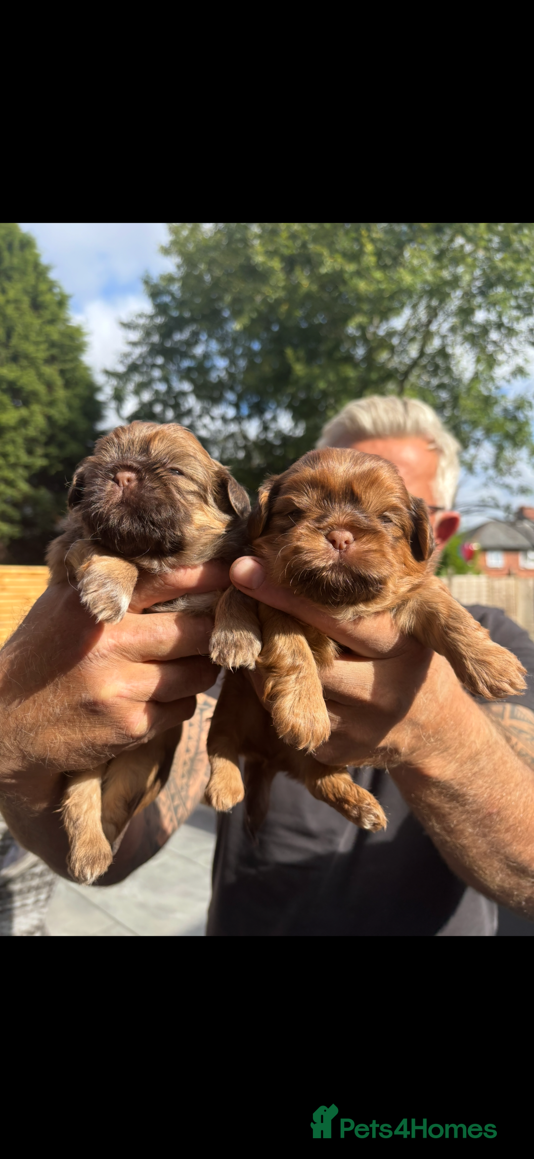 Shih Tzu dogs for sale: Imperial shih tzu puppies - Image 25